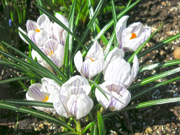 Cocodrilo Blanco Púrpura Con Centro Amarillo Florece Primavera —  Fotos de Stock