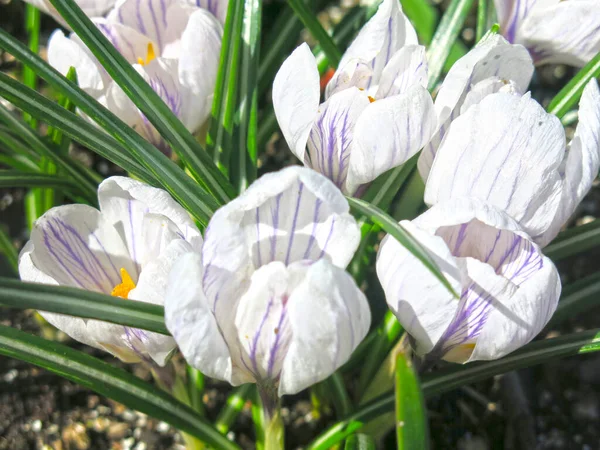 Cocodrilo Blanco Púrpura Con Centro Amarillo Florece Primavera —  Fotos de Stock