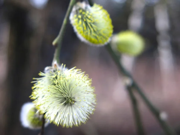 Sárga Bolyhos Fűzfa Rügyek Virágzott Kora Tavasszal Ágak — Stock Fotó