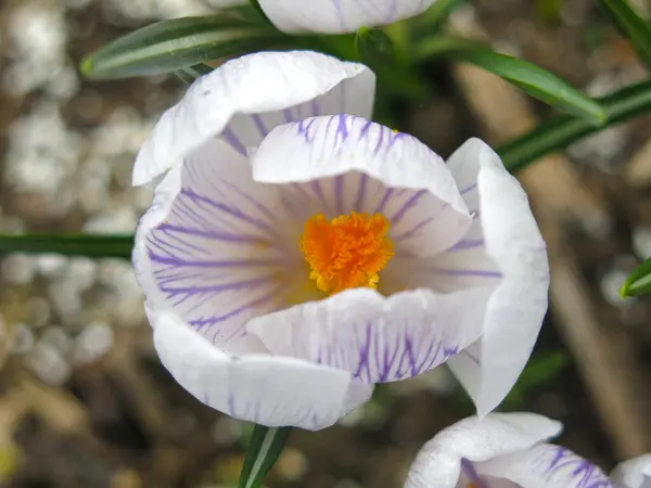 White Purple Crocus Yellow Center Blooms Spring — Stock Photo, Image