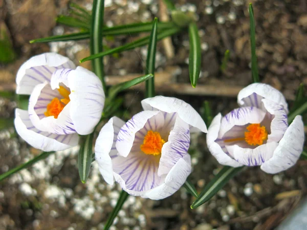 White Purple Crocus Yellow Center Blooms Spring — Stock Photo, Image