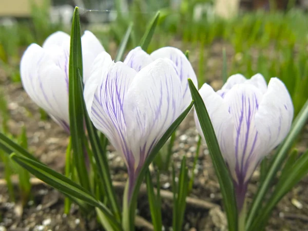 Fehér Lila Crocus Egy Sárga Középső Virágzik Tavasszal — Stock Fotó