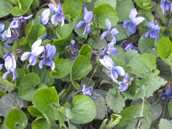 Violetas Primavera Azul Estão Florescendo — Fotografia de Stock