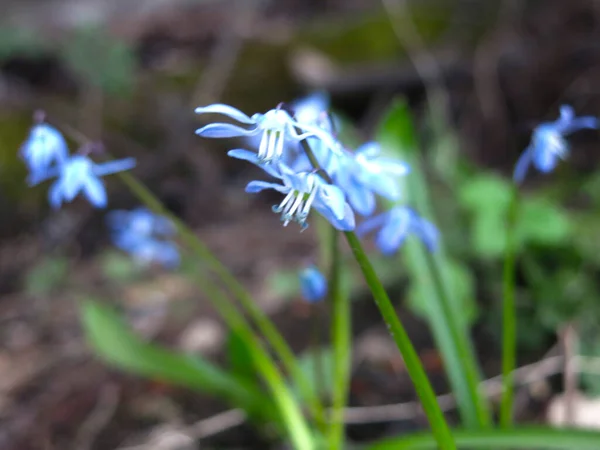 Violetas Azules Primavera Están Floreciendo —  Fotos de Stock