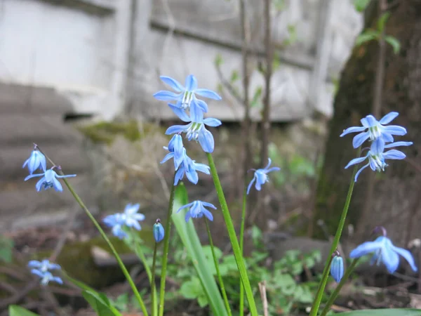 Violetas Azules Primavera Están Floreciendo —  Fotos de Stock