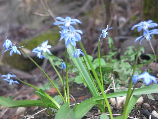 Violetas Azules Primavera Están Floreciendo —  Fotos de Stock