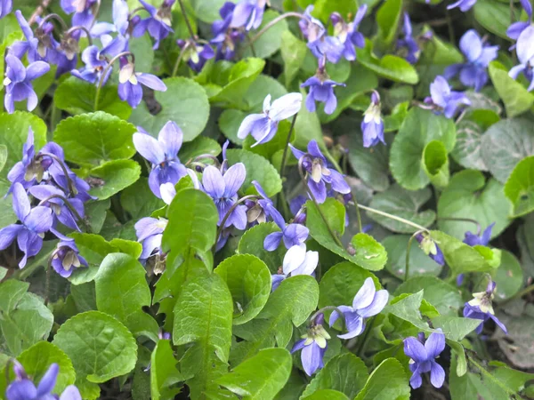 Modré Jarní Fialky Kvetou — Stock fotografie