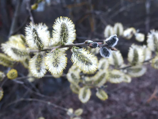 早春に枝に黄色いふわふわのヤナギの蕾が咲き — ストック写真