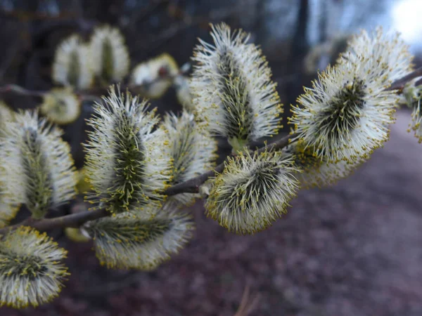 Botões Salgueiro Fofo Amarelo Floresceu Início Primavera Nos Ramos — Fotografia de Stock