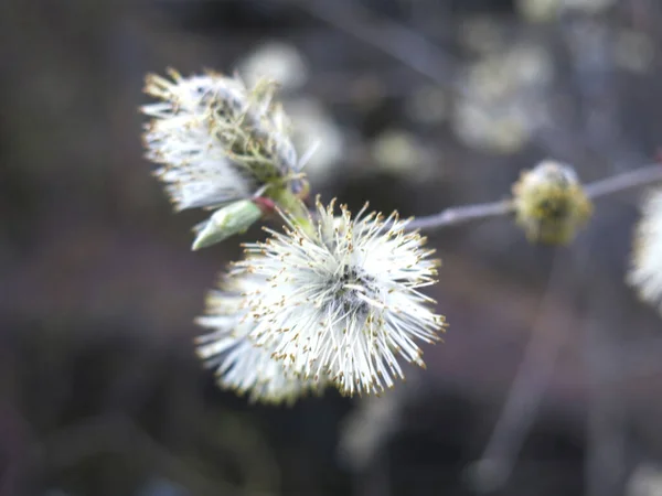 Capullos Sauce Esponjosos Amarillos Florecieron Principios Primavera Las Ramas — Foto de Stock