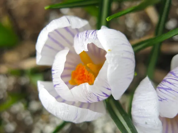 Cocodrilo Blanco Púrpura Con Centro Amarillo Florece Primavera —  Fotos de Stock
