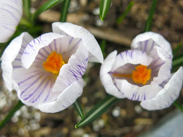 White Purple Crocus Yellow Center Blooms Spring — Stock Photo, Image