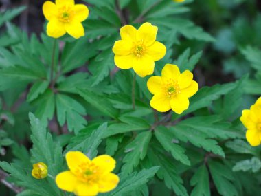 Çiçek şakayığı (Anemone ranunculoides) ilkbaharda ormanda çiçek açar.