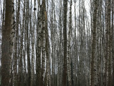 Baharın başlarında huş ağacı koruluğu eriyen karlar ve siyah gövdelerle
