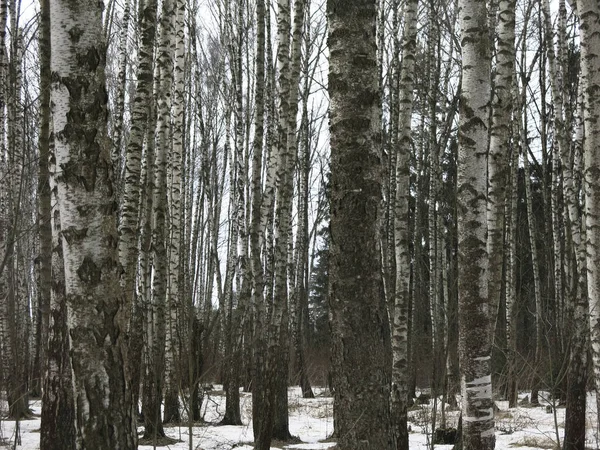 Arboleda Abedul Principios Primavera Con Nieve Derretida Troncos Negros —  Fotos de Stock