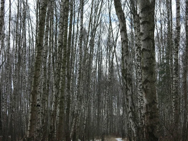 Arboleda Abedul Principios Primavera Con Nieve Derretida Troncos Negros —  Fotos de Stock