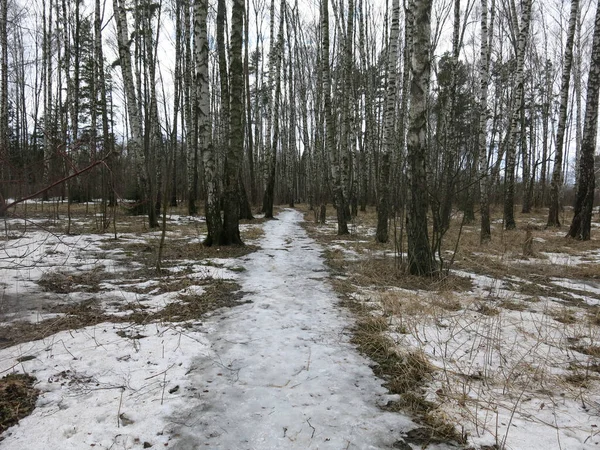 Björkdunge Tidigt Våren Med Smältande Snö Och Svarta Stammar — Stockfoto