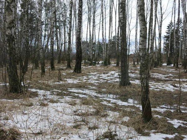 Björkdunge Tidigt Våren Med Smältande Snö Och Svarta Stammar — Stockfoto