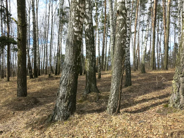 Björkdunge Tidigt Våren April — Stockfoto