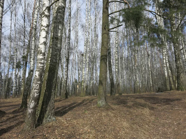 Birch Grove Early Spring April — Stock Photo, Image