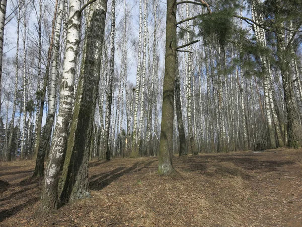 Bosque Bétula Início Primavera Abril — Fotografia de Stock