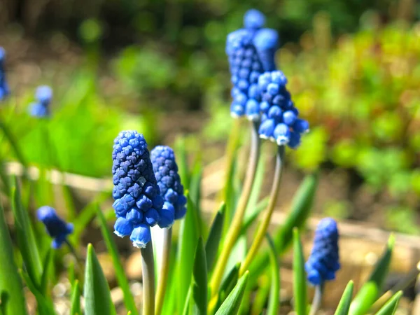 Kék Dekoratív Muscari Botryoides Virágzik Tavasszal — Stock Fotó