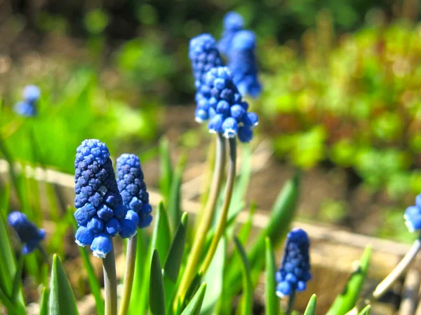 Azul Decorativo Muscari Botryoides Florecen Primavera — Foto de Stock
