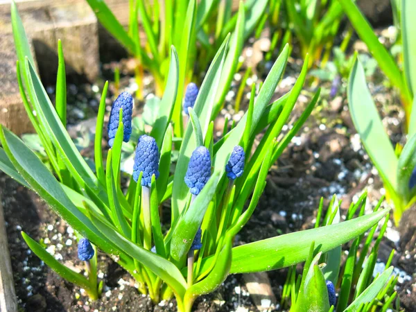 Kék Dekoratív Muscari Botryoides Virágzik Tavasszal — Stock Fotó