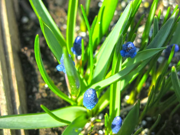 Kék Dekoratív Muscari Botryoides Virágzik Tavasszal — Stock Fotó