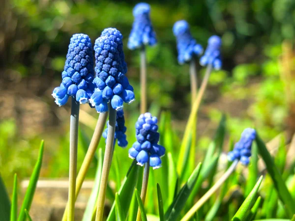 Blu Decorativo Fioritura Muscari Botryoides Primavera — Foto Stock