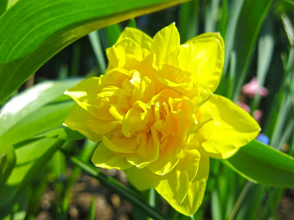 Jonquille Jaune Fleurie Dans Jardin Printemps — Photo