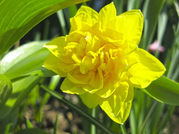 Gul Påsklilja Blommade Trädgården Våren — Stockfoto