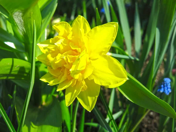 Gul Påsklilja Blommade Trädgården Våren — Stockfoto