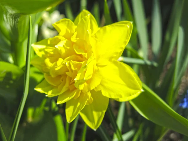 Gul Påsklilja Blommade Trädgården Våren — Stockfoto