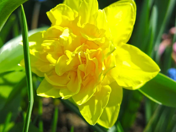 春には庭に黄色いダフォジルが咲き — ストック写真