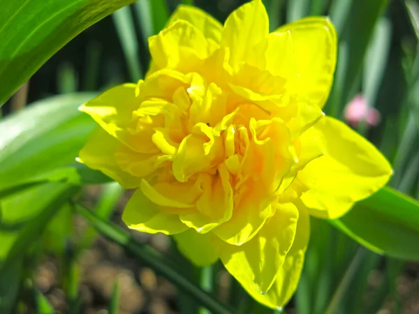 春には庭に黄色いダフォジルが咲き — ストック写真