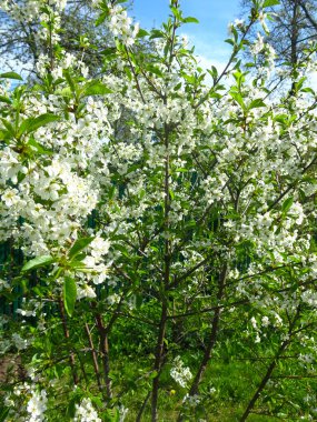Beyaz kiraz ağacı bahçedeki baharda şatafatlı bir şekilde açar.