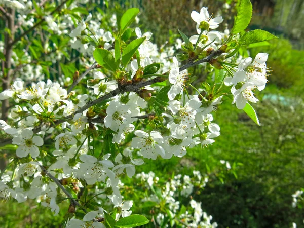Cerisier Blanc Fleurit Luxueusement Printemps Dans Jardin — Photo
