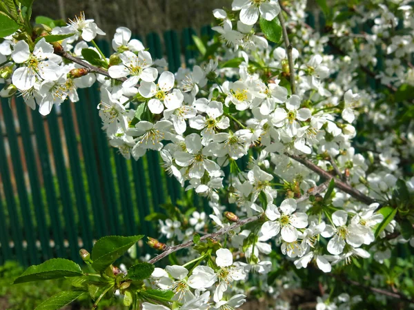 Bílá Třešeň Kvete Luxusně Jaře Zahradě — Stock fotografie