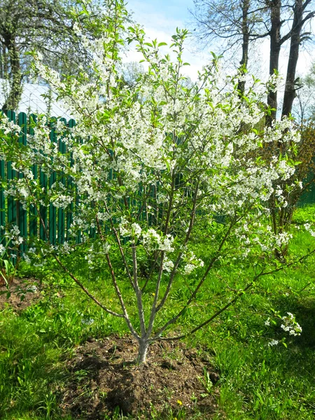 Белая Вишня Расцветает Весной Саду — стоковое фото