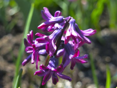 Mor sümbül baharda çiçek tarhında çiçek açtı.