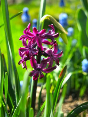 Mor sümbül baharda çiçek tarhında çiçek açtı.