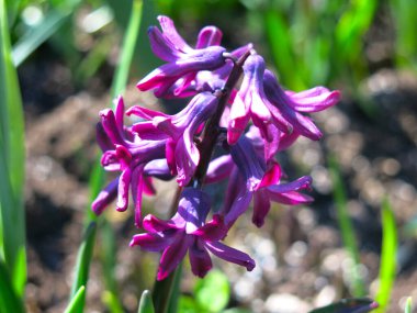Mor sümbül baharda çiçek tarhında çiçek açtı.