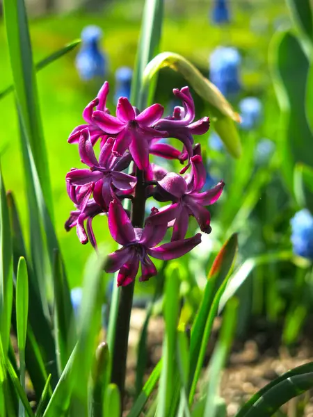 Mor sümbül baharda çiçek tarhında çiçek açtı.