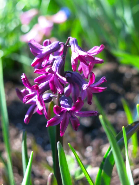 Lila Jácint Virágzott Virágágyban Tavasszal — Stock Fotó