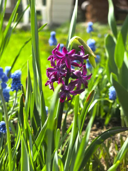 Jacinto Púrpura Floreció Macizo Flores Primavera — Foto de Stock