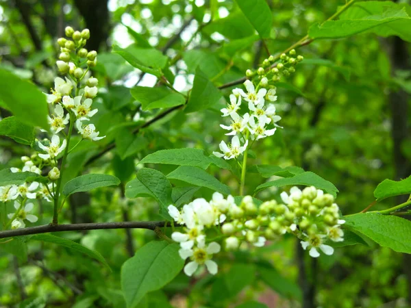 Cereja Pássaro Começa Florescer Maio — Fotografia de Stock