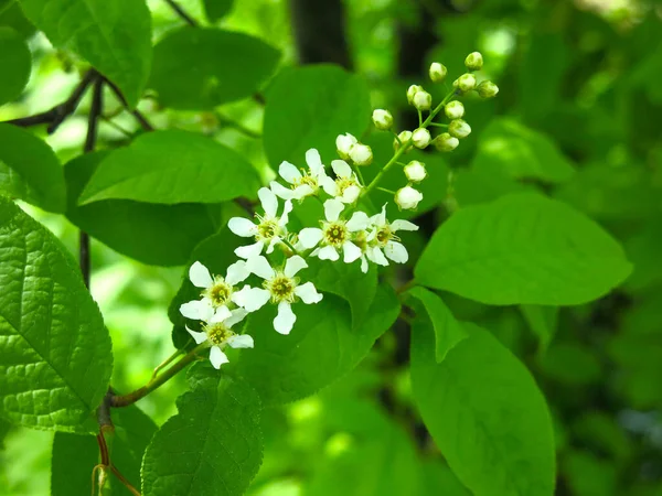 Cereja Pássaro Começa Florescer Maio — Fotografia de Stock