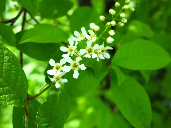 Cereja Pássaro Começa Florescer Maio — Fotografia de Stock