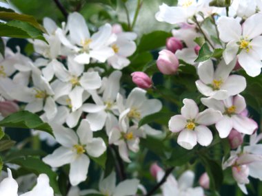 Bahçede pembe çiçeklerle çiçek açan genç elma ağacı.